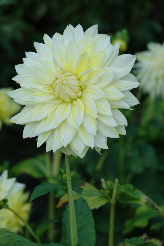 Dahlia La Luna