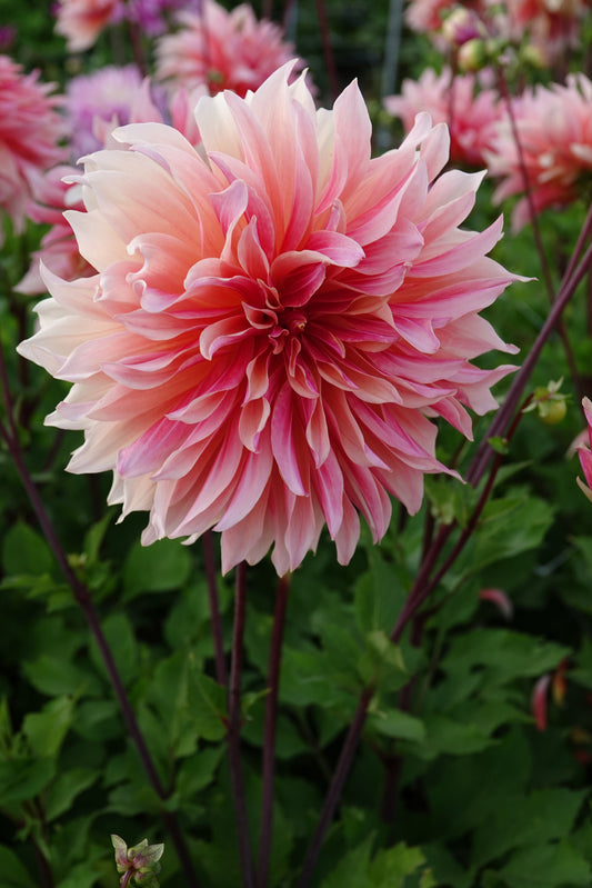 Dahlie Labyrinth