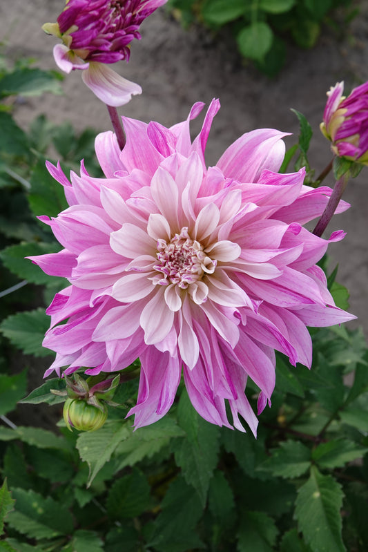 Dahlien-Labyrinth zweifarbig