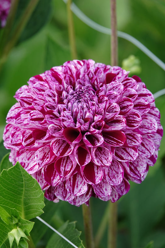 Dahlie 'Marble Ball'