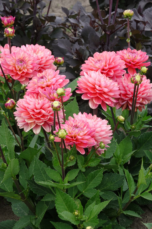 Dahlia Melodie Allegro
