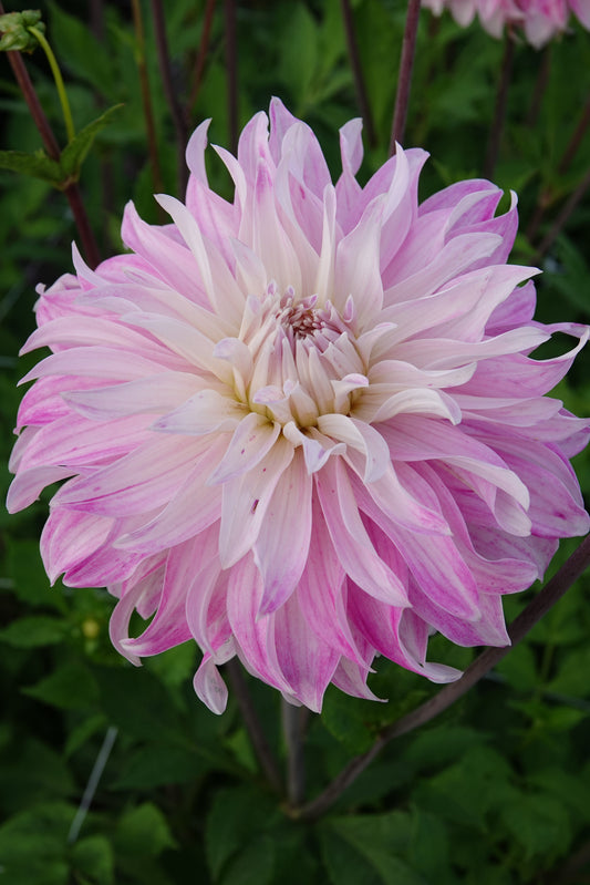 Dahlia Rosa Petticoat
