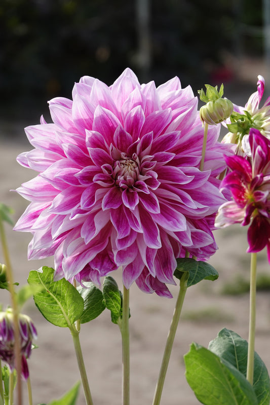 Dahlie 'Purple Explosion'