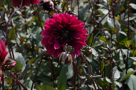 Dahlie Purple Haze