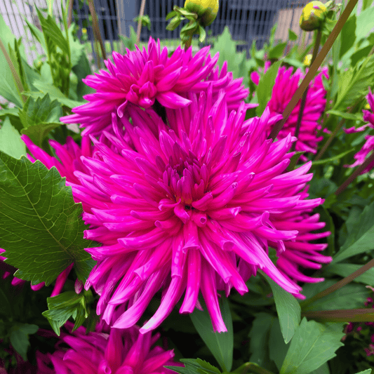 Dahlie 'Purple Gem'