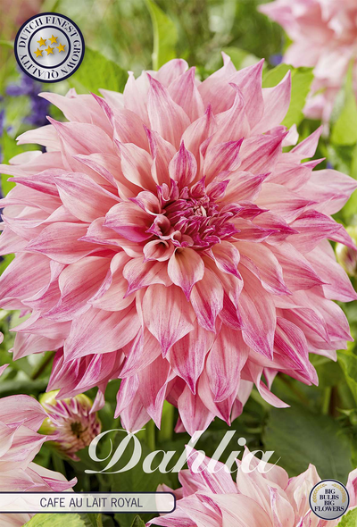 Dahlie Café au Lait Royal