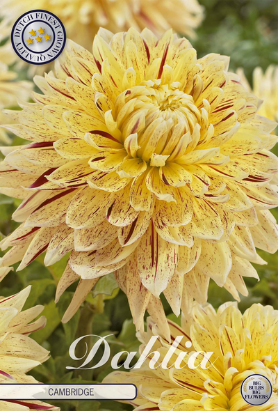 Dahlia Cambridge
