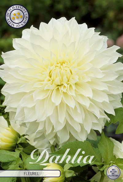 Dahlia Fleurel