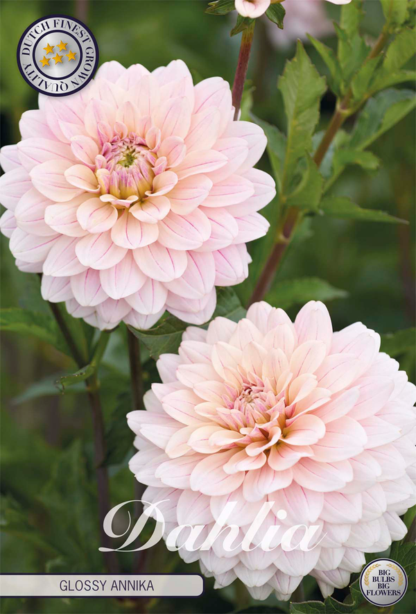 Dahlia Glossy Annika