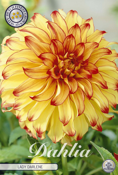 Dahlie Lady Darlene
