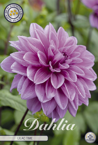 Dahlie Lilac Time