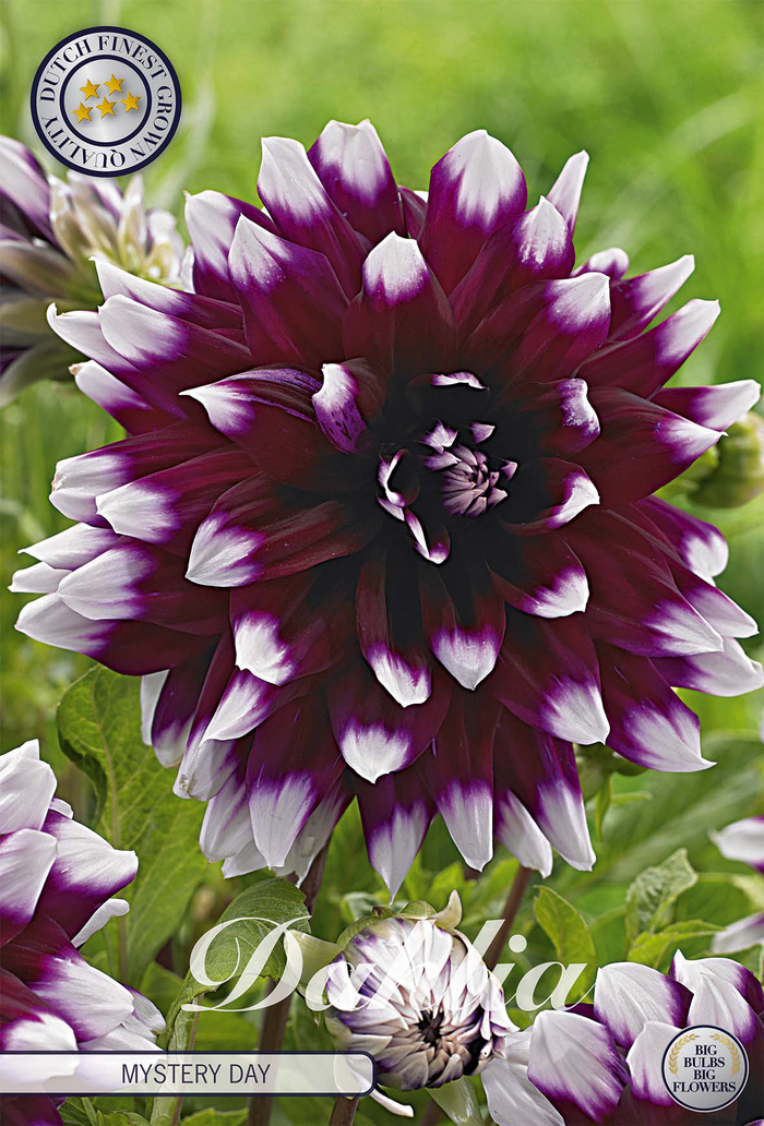 Dahlia Mystery Day