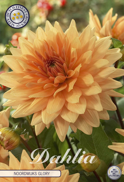 Dahlie 'Noordwijks Glory'