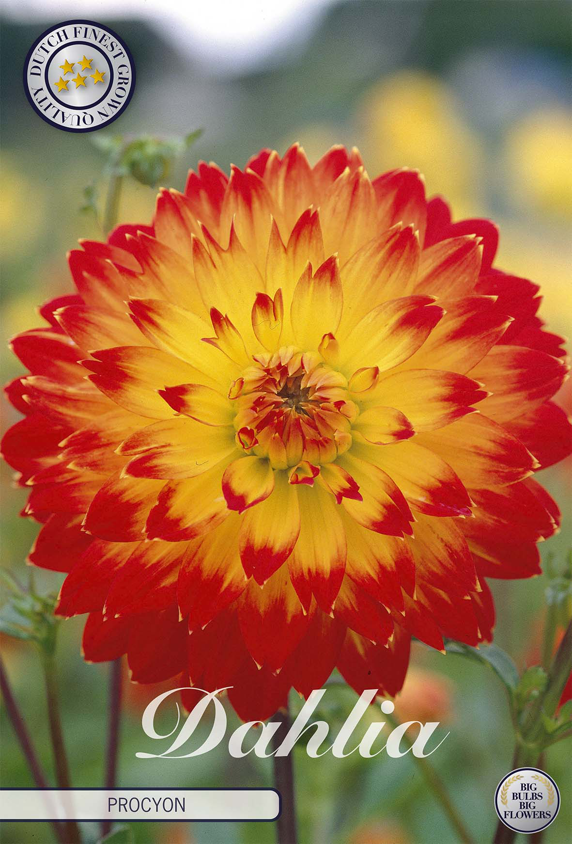 Orange Blumenzwiebeln