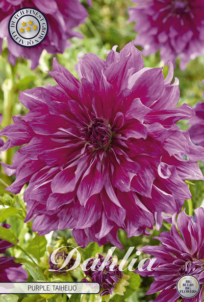 Dahlie Purple Taiheijo