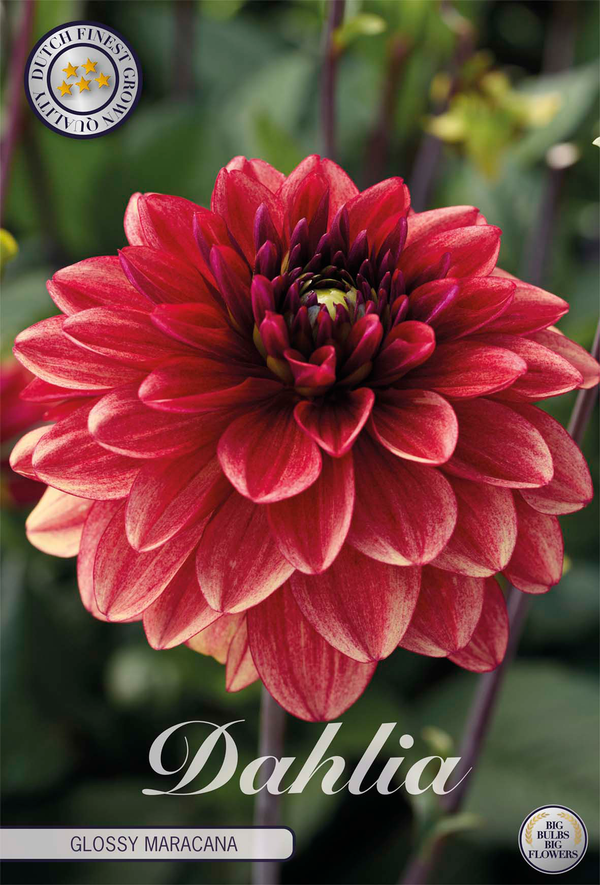 Dahlia Glossy Maracana