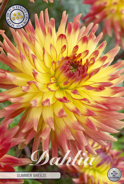 Dahlie Summer Breeze