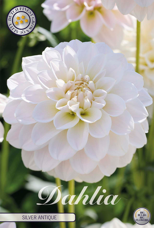 Dahlia Silver Antique