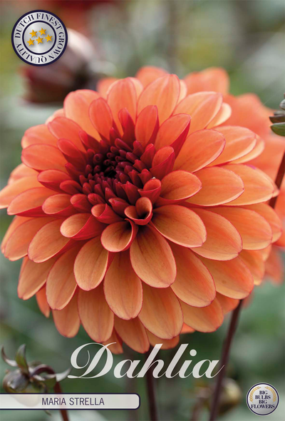 Dahlia Maria Strella