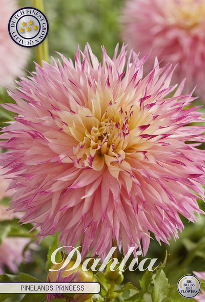 Dahlie 'Pinelands Princess'