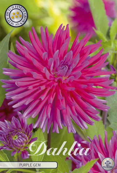 Dahlie 'Purple Gem'
