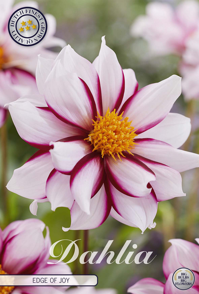 Dahlie Edge of Joy