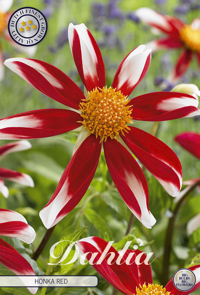 Dahlie Honka Red Windmill