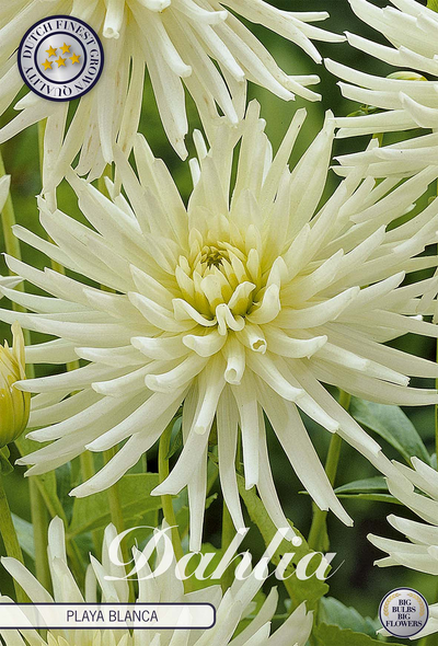 Dahlie Playa Blanca