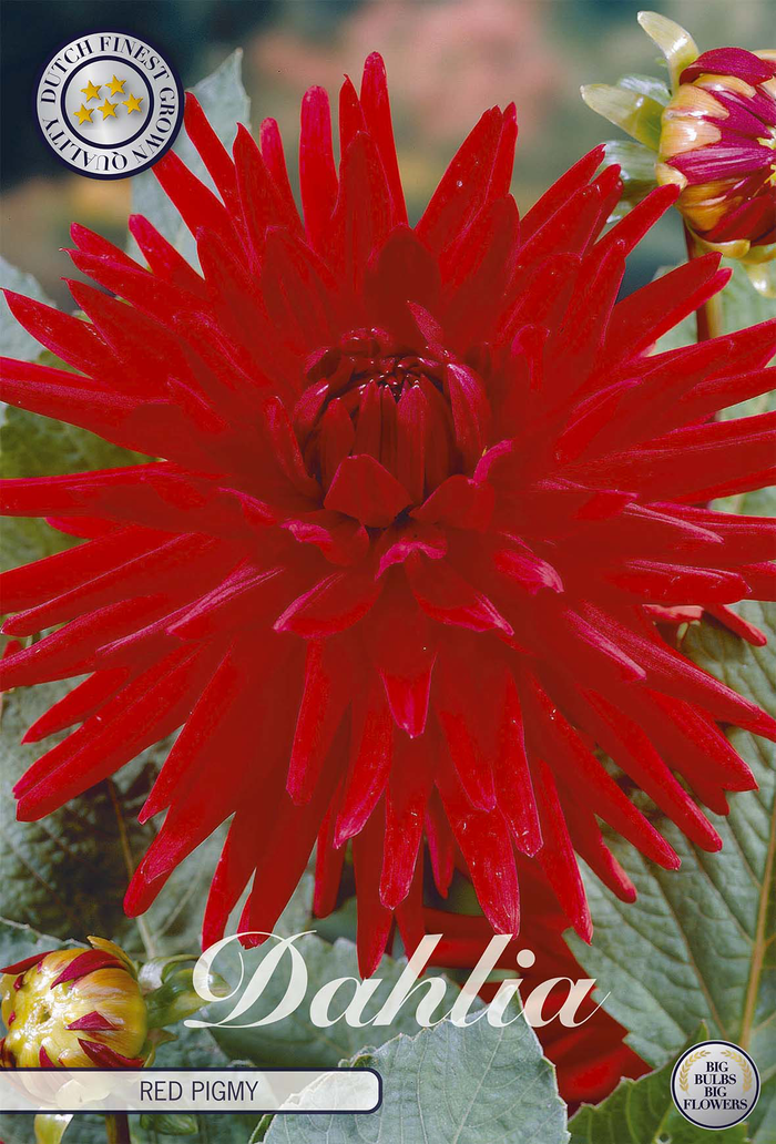 Dahlie Red Pigmy
