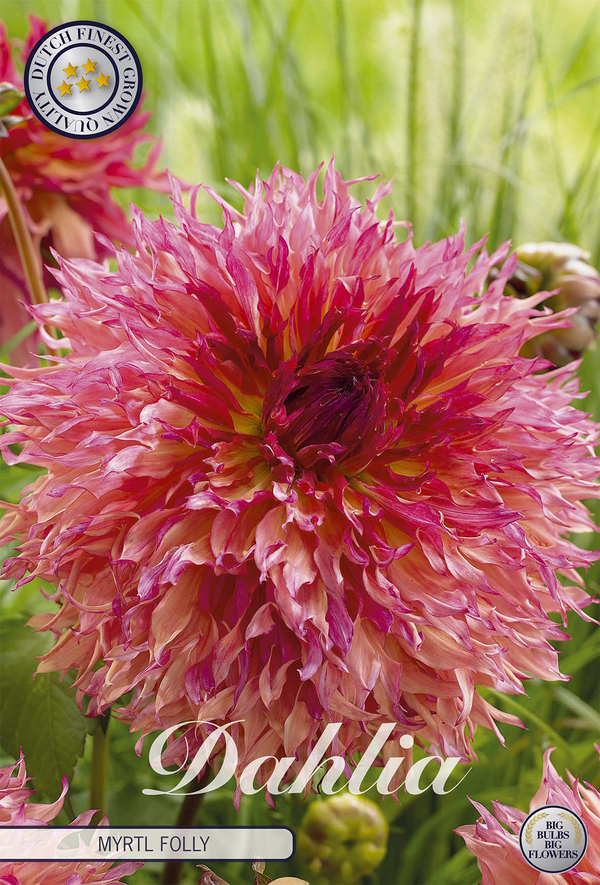 Dahlia Myrtl Folly
