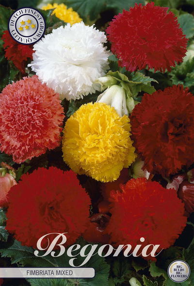 Begonia Fimbriata Mischung