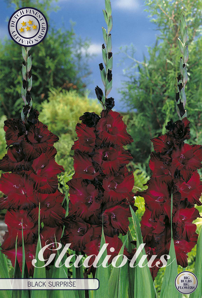 Gladiole Black Surprice