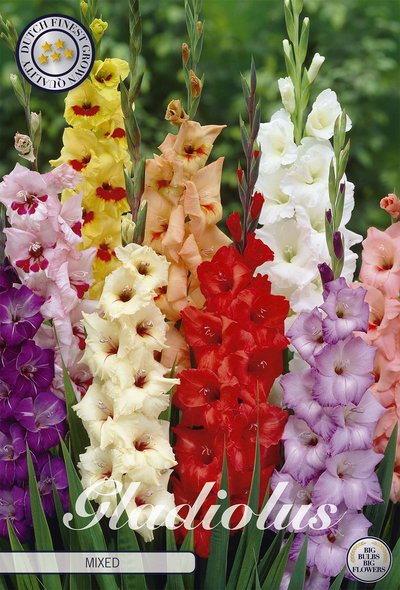 Gladiole Mischung