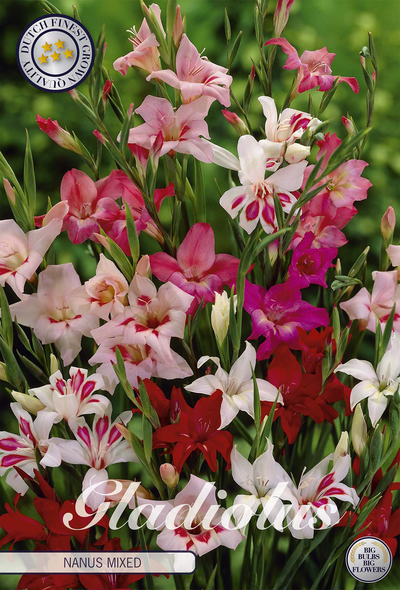 Gladiole Nanus Mischung