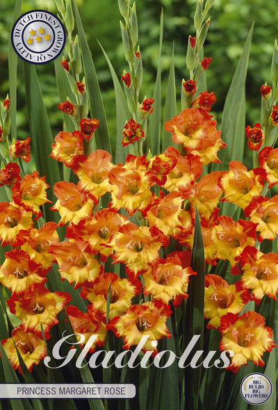 Gladiole Princess Margaret Rose