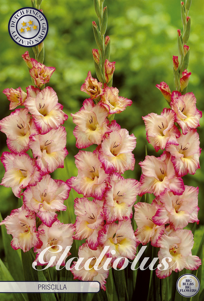 Gladiole Priscilla
