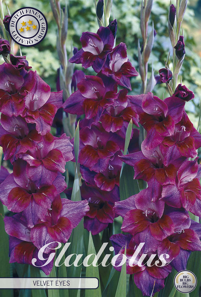 Gladiole Velvet Eyes