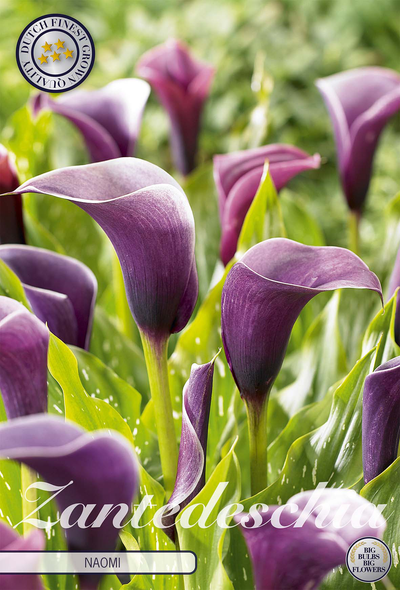 Zantedeschia Naomi