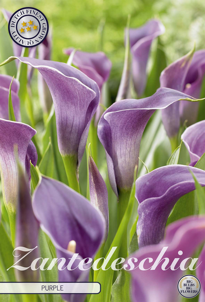 Zantedeschia Lila