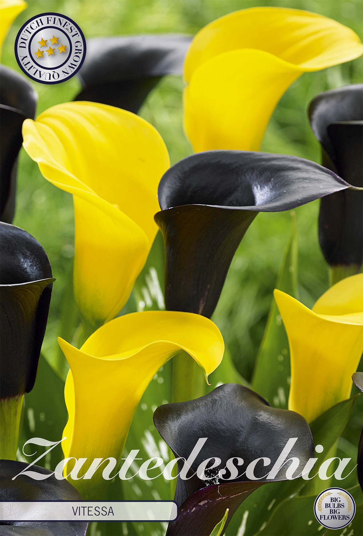 Zantedeschia-Knollen