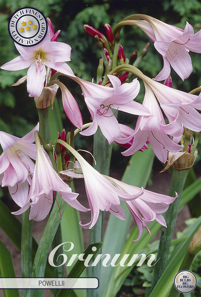 Crinum × powellii
