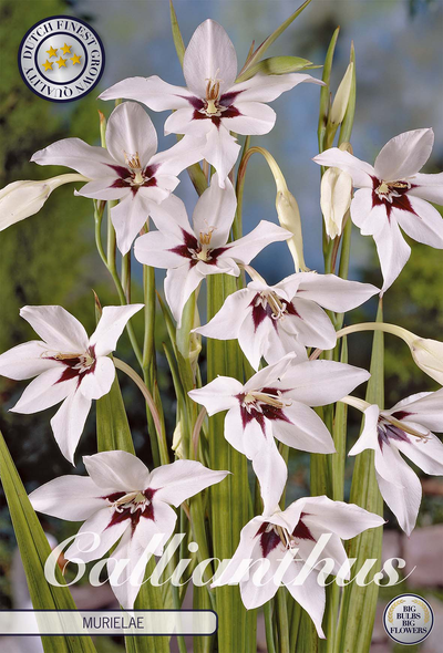 Abessinische Gladiole