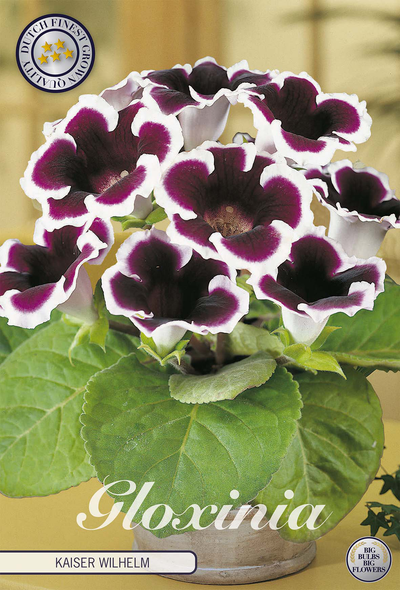 Gloxinia 'Kaiser Wilhelm'