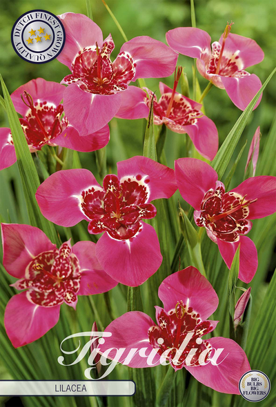 Tigridia Lilacea