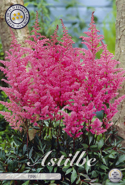 Prachtspiere Pink