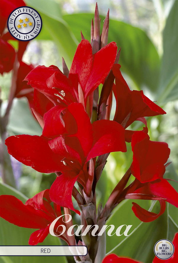 Rotes Canna