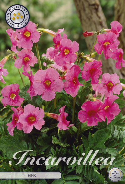 Incarvillea Pink