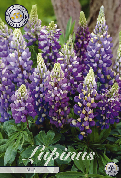 Lupinus Blue