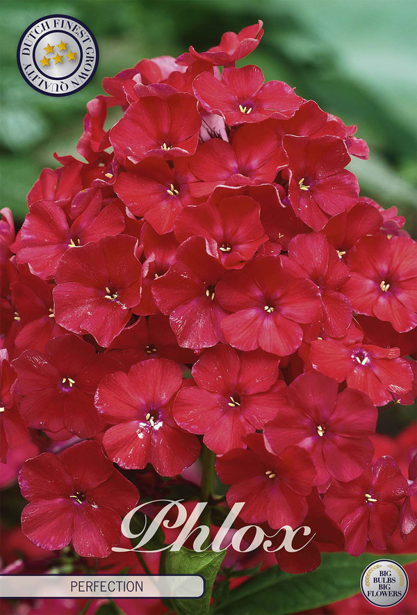 Phlox 'Perfection'