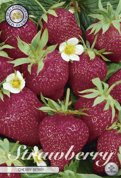 Erdbeere Cherry Berry